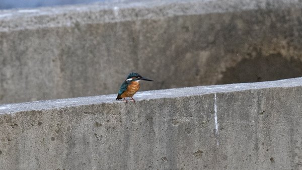 물총새
